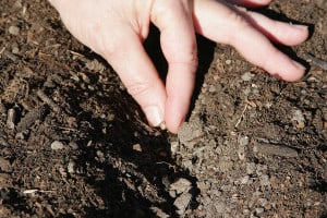 PlantingSeed-300x200