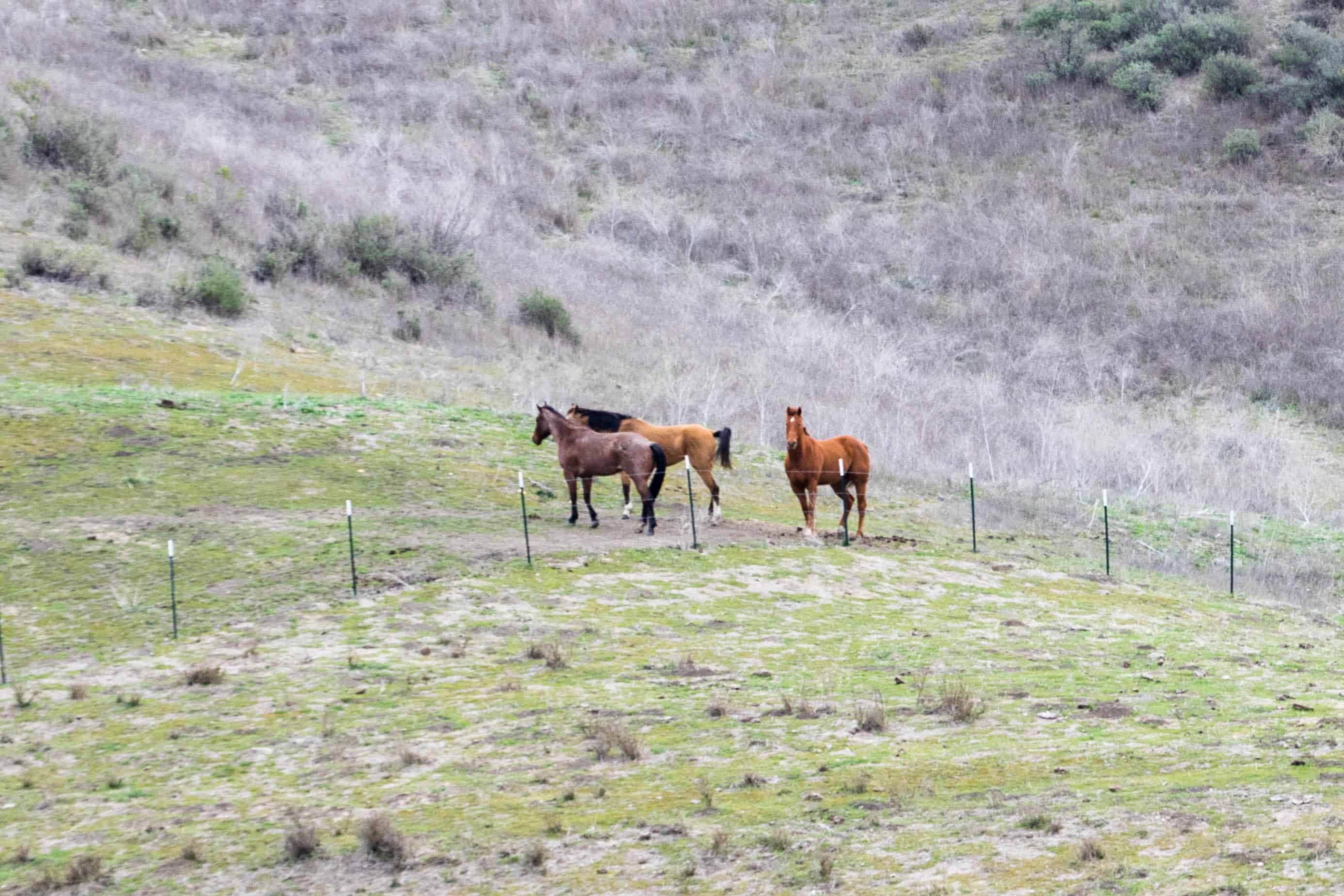 Three Horses and a Lone Poppy