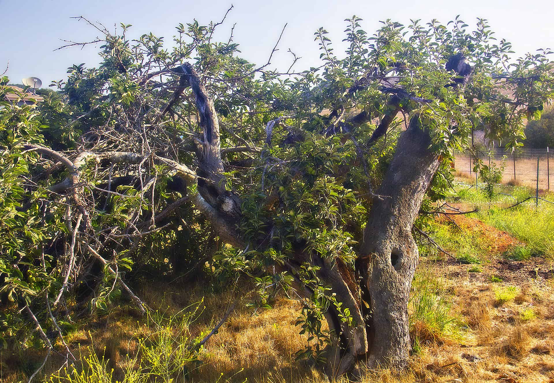 The Tree That Never Gives up