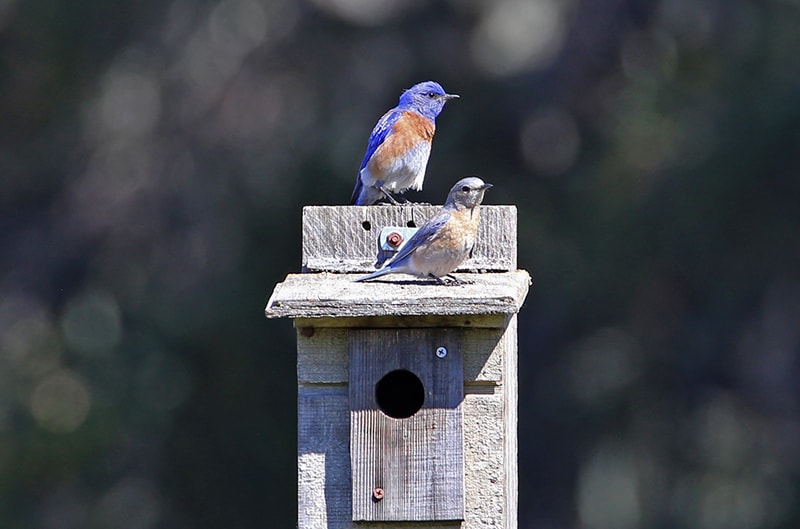 Sunburst Western Bluebird Program