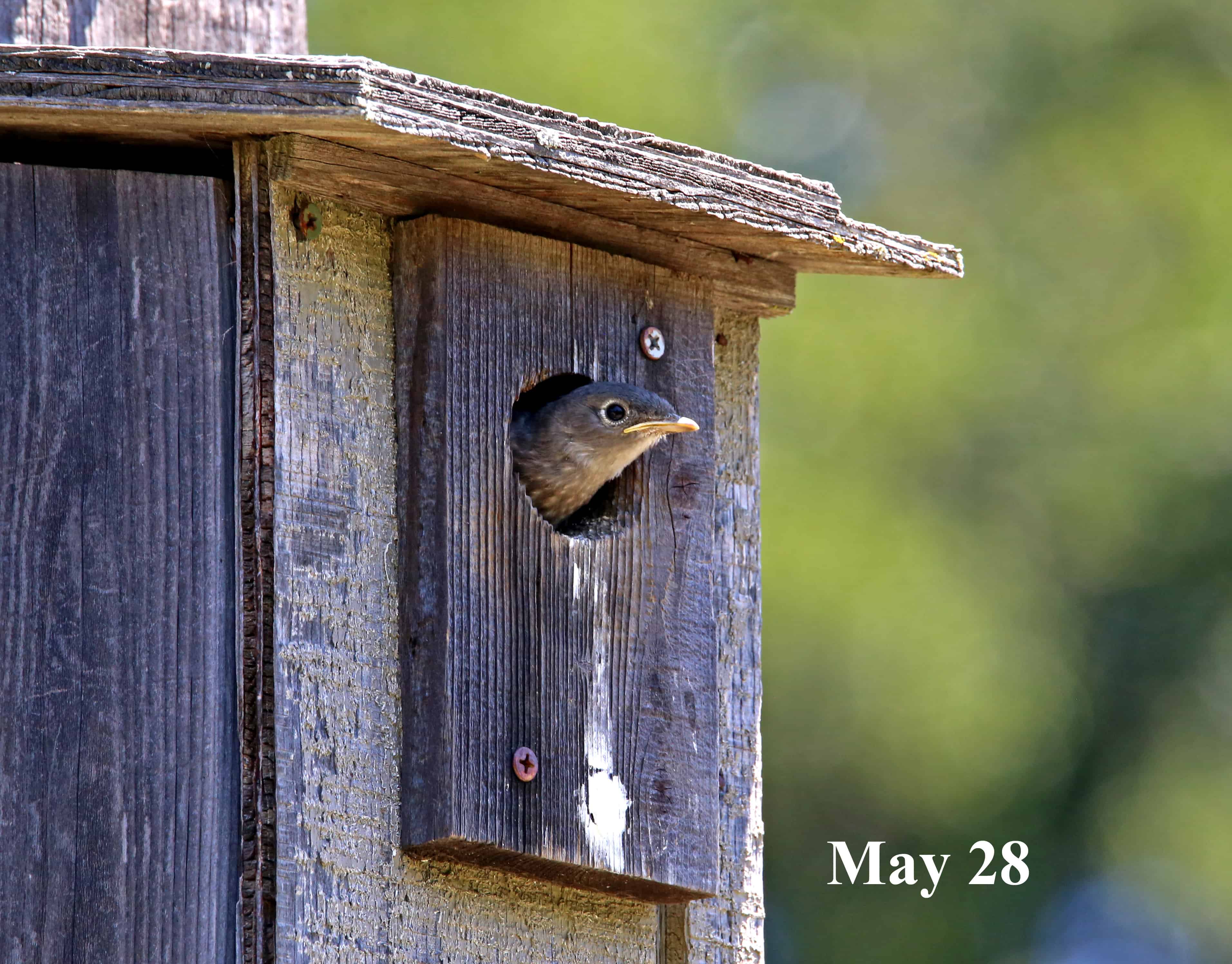 Bluebird Nesting at Sunburst, part 2
