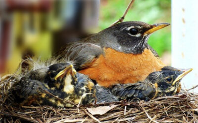 Mothers Come in Many Forms