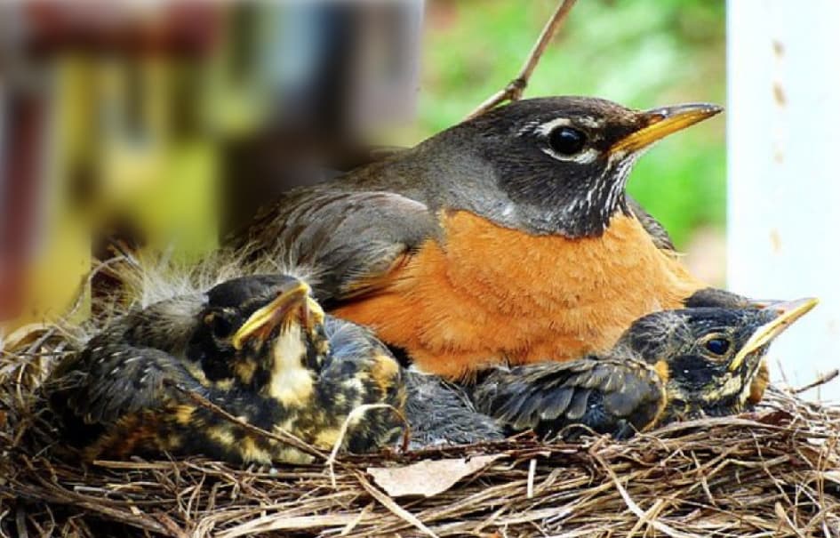 Mothers Come in Many Forms