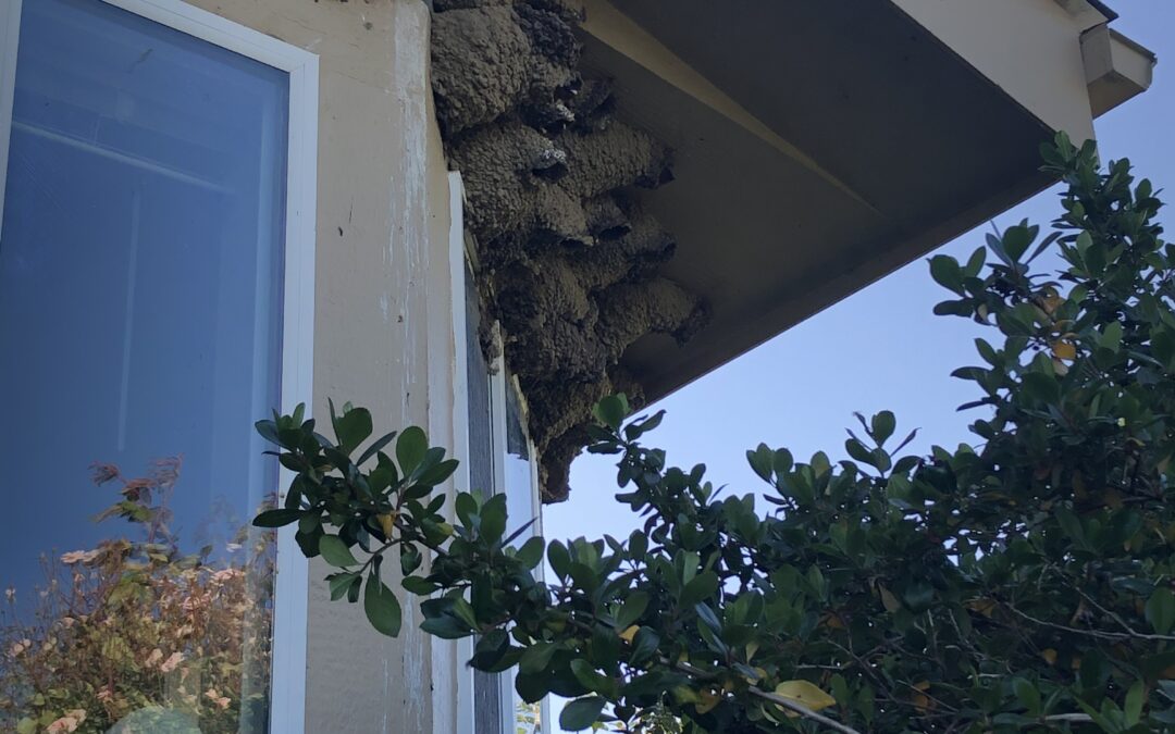 The Swallows of San Julian