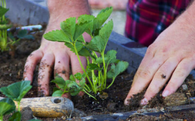 Sow to Harvest!