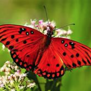 Red Butterfly