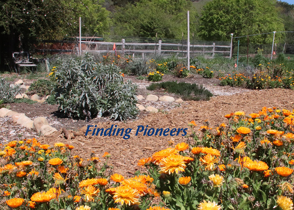 Light on Sunburst Sanctuary