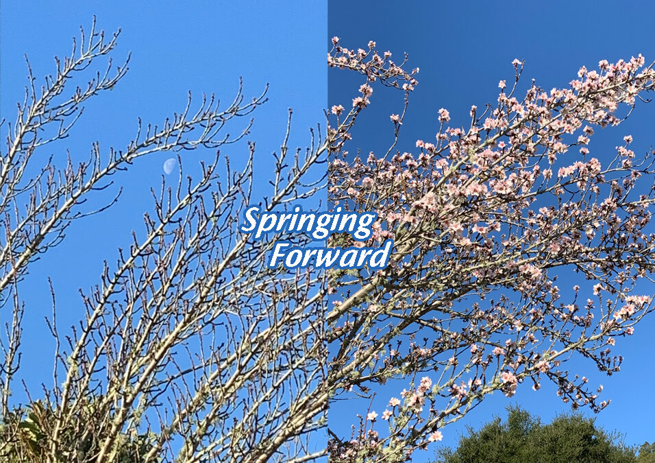 Light on Sunburst Sanctuary