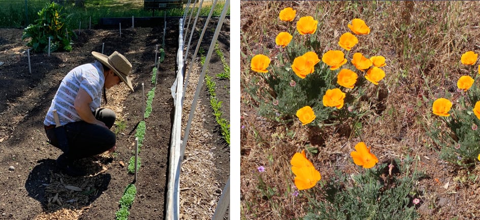 Vegies & Flowers