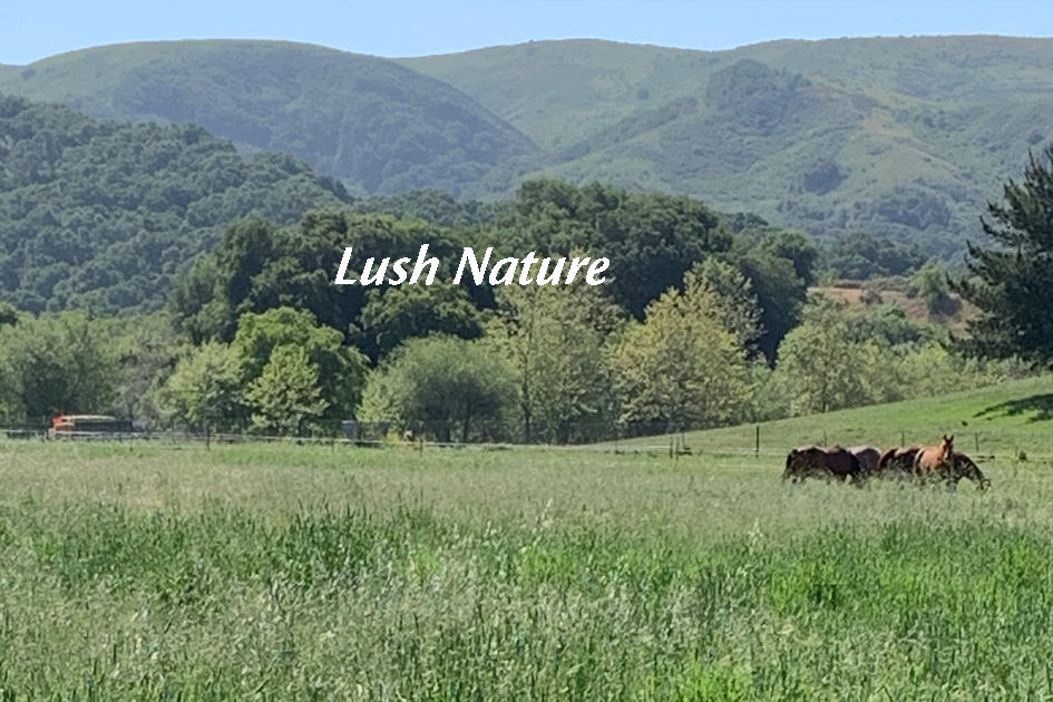 Light on Sunburst Sanctuary