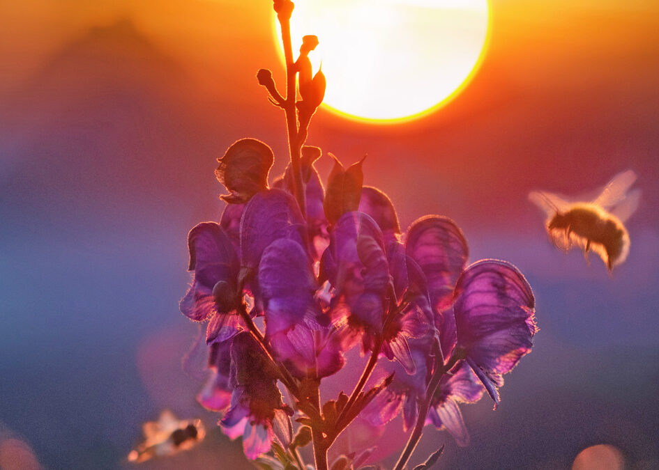 We Are Beings of Light