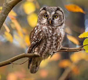 Owl on branch