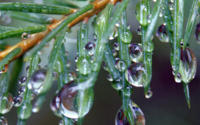 Finding the Pure Self in Nature