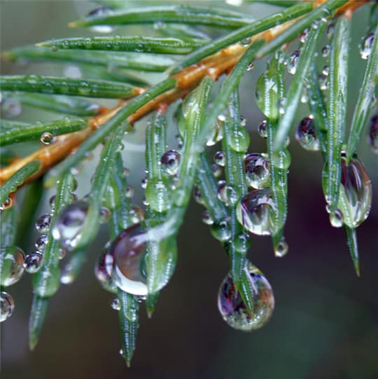 Dripping Pine Needles