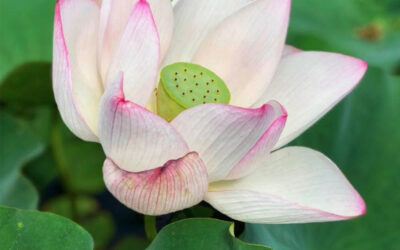 To Pray From The Heart