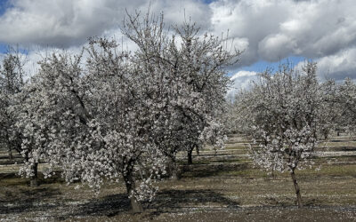 The Joy of Divine Friendship  
