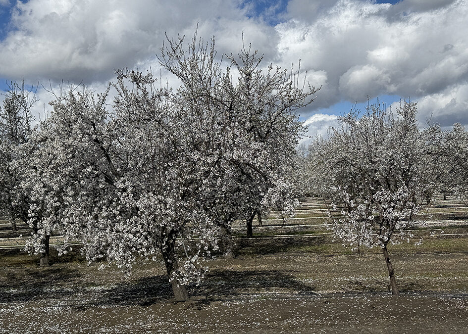 Almond Blossoms in Spring